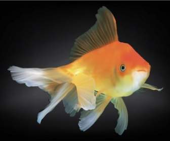 Goldfish Vector