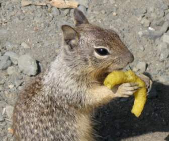 gophers fast food junky chips