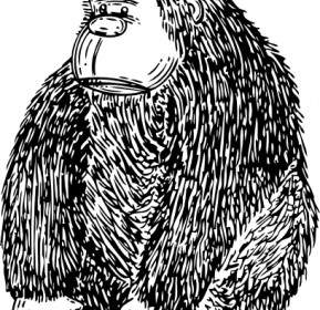 Clip Art De Gorila