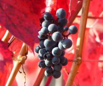 Weintraube Weintrauben Frucht