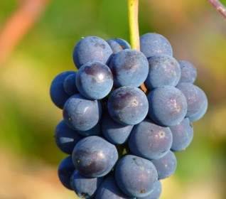 Плоды винограда винограда