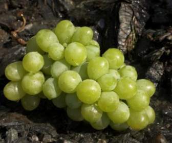 Weintrauben, Grüne Frucht