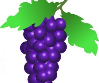 Grapes Vine Clip Art