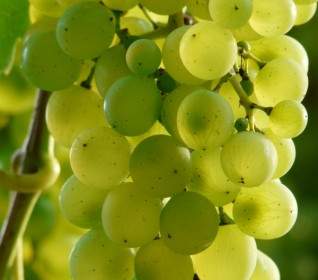 Grapes Wine Plant