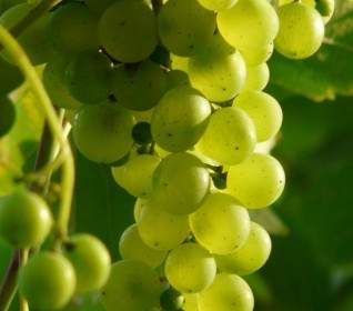 Planta De Vino De Uvas