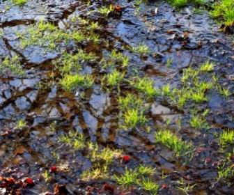 Grass And Puddle