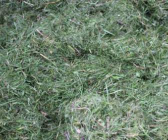 Grass Cuttings