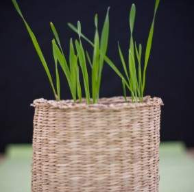 Grass In The Pot