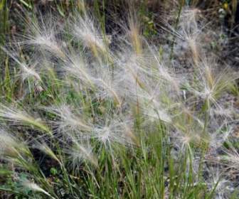grass meadow nature