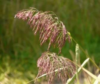 Grass Reed Plant