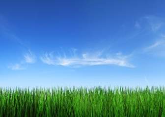 Grass Sky Picture
