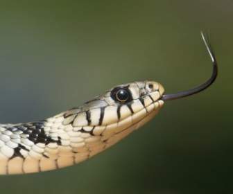 Couleuvre à Collier Serpent Serpentes
