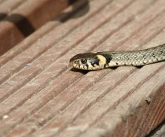 Grass Snake Sschlange Reptile