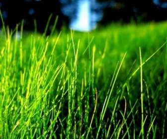 잔디 배경 화면 식물 자연