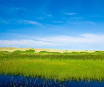 草湿地の解像度の画像