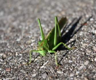 Grasshopper Insect Creature