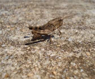 Grasshopper Insect Nature