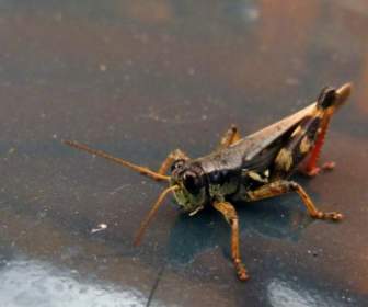 Grasshopper Locust Animal