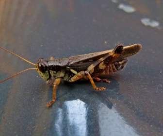 Grasshopper Locust Insect