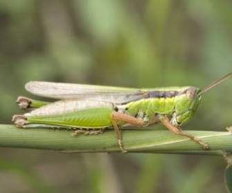 Grasshopper Migratory Locust Acrididae