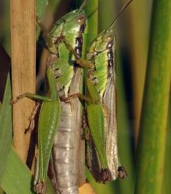 Grasshopper Pairing Migratory Locust