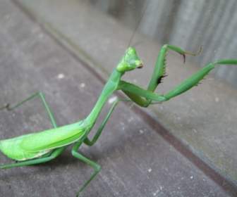 Modliszka Grasshopperpraying