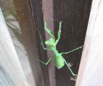 Grasshopperpraying カマキリ
