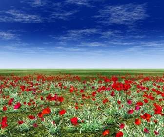 草地の赤い花の写真
