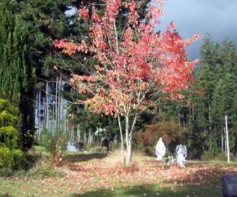 Friedhof Im Herbst
