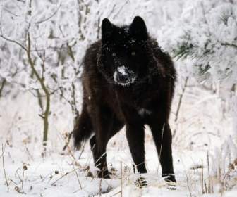 Gray Wolf Kälte Starren Tapete Wölfe Tiere