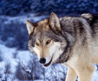 눈 벽지 늑대 동물에서 회색 늑대