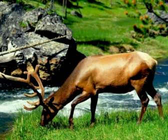 Pâturage Bull Elk Fond D'écran Autres Animaux