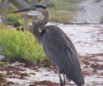 Grand Héron Oiseaux Padre Island