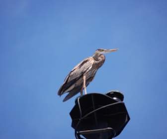 Great Blue Heron Burung Langit