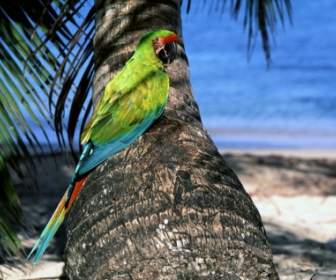 Wallpaper Macaw Hijau Besar Beo Hewan