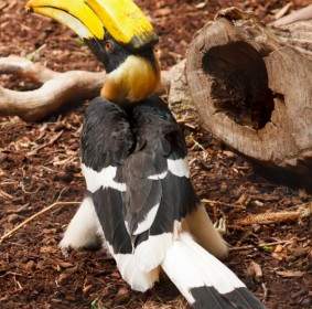 Great Hornbill Bird