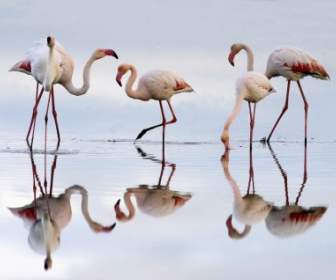 Greater Flamingos Wallpaper Birds Animals