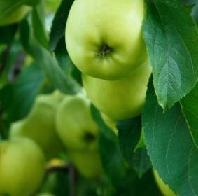 나무에 녹색 사과