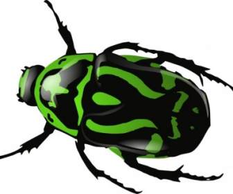 Grüne Käfer ClipArt