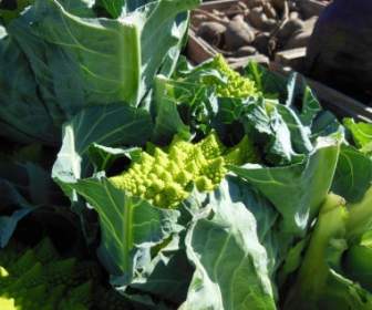 綠花菜 Romanesco 白菜