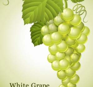 Зелёный виноград вектор