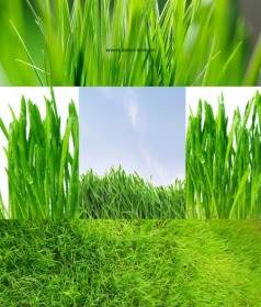 Green Grass Grass Closeup Highdefinition Picturep
