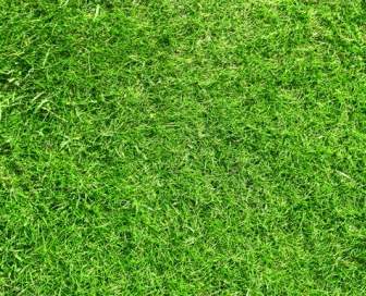 صورة عالية الدقة العشب الأخضر