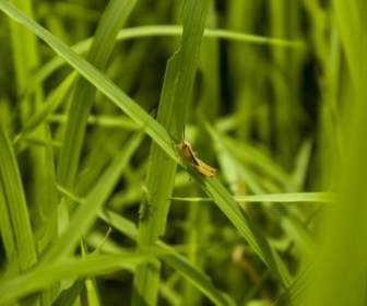 Зеленый кузнечик рисовом поле
