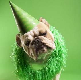Sombrero Verde Con El Fin De La Imagen De Alta Definición De Perro