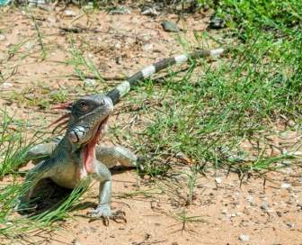Iguana Hijau Reptil Kadal