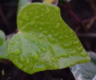 Green Leaf And Raindrops