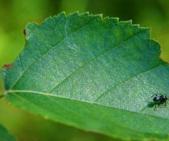 green leaf ant