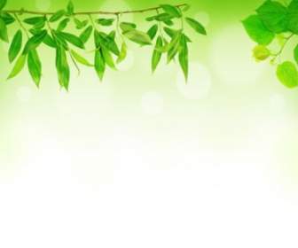 Green Leaf Background Hd Picture