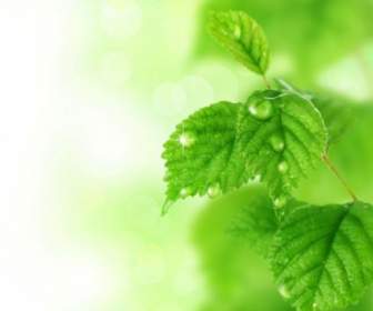 Green Leaf Background Hd Pictures